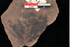 Foto (Detailsansicht) von Quercus palaeoilex Ettingshausen (NHMW-GEO-2024-0188-0784)